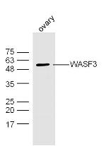 WASF3 Antibody in Western Blot (WB)