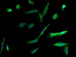 Integrin Alpha 3 + Beta 1 Antibody in Immunocytochemistry (ICC/IF)