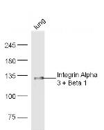 Integrin Alpha 3 + Beta 1 Antibody in Western Blot (WB)