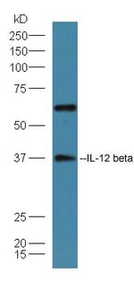IL-12 beta Antibody in Western Blot (WB)