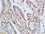 KLF2/4 Antibody in Immunohistochemistry (Paraffin) (IHC (P))