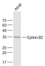 Ephrin-B2 Antibody in Western Blot (WB)