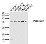 Podoplanin Antibody in Western Blot (WB)