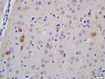 NF-H Antibody in Immunohistochemistry (Paraffin) (IHC (P))