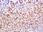 BMP2 Antibody in Immunohistochemistry (Paraffin) (IHC (P))