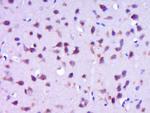 NELL1 Antibody in Immunohistochemistry (Paraffin) (IHC (P))