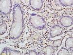 CCL1 Antibody in Immunohistochemistry (Paraffin) (IHC (P))