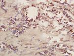 CD101 Antibody in Immunohistochemistry (Paraffin) (IHC (P))