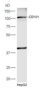 CD101 Antibody in Western Blot (WB)