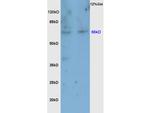 Nrf2 Antibody in Western Blot (WB)