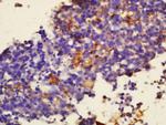 Sialoadhesin Antibody in Immunohistochemistry (Paraffin) (IHC (P))