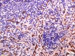 Sialoadhesin Antibody in Immunohistochemistry (Paraffin) (IHC (P))