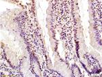 Egr1 Antibody in Immunohistochemistry (Paraffin) (IHC (P))