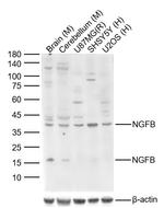 NGFB Antibody in Western Blot (WB)