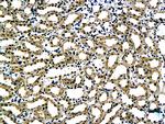 Laminin alpha 5 Antibody in Immunohistochemistry (Paraffin) (IHC (P))