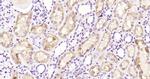 Cystatin-C Antibody in Immunohistochemistry (Paraffin) (IHC (P))