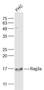 Reg3a Antibody in Western Blot (WB)