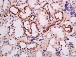 ADRB3 Antibody in Immunohistochemistry (Paraffin) (IHC (P))