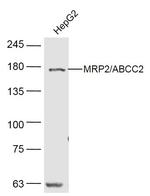 MRP2 Antibody in Western Blot (WB)