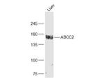 MRP2 Antibody in Western Blot (WB)