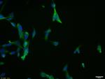 CHI3L1 Antibody in Immunocytochemistry (ICC/IF)