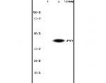 CHI3L1 Antibody in Western Blot (WB)