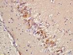 Epac2 Antibody in Immunohistochemistry (Paraffin) (IHC (P))