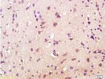 Orexin receptor 1+2 Antibody in Immunohistochemistry (Paraffin) (IHC (P))