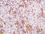 Orexin receptor 1+2 Antibody in Immunohistochemistry (Paraffin) (IHC (P))