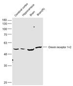 Orexin receptor 1+2 Antibody in Western Blot (WB)