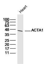 Actin Antibody in Western Blot (WB)