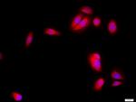 SKP2 Antibody in Immunocytochemistry (ICC/IF)