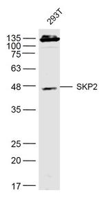 SKP2 Antibody in Western Blot (WB)