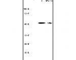 PAX3 Antibody in Western Blot (WB)