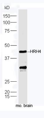 HRH4 Antibody in Western Blot (WB)