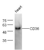 CD36 Antibody in Western Blot (WB)