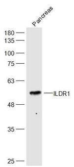 ILDR1 Antibody in Western Blot (WB)