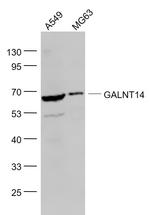 GALNT14 Antibody in Western Blot (WB)