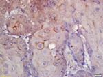 CD276/B7H3 Antibody in Immunohistochemistry (Paraffin) (IHC (P))