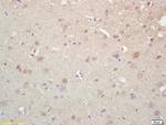 K5A/NKHC1 Antibody in Immunohistochemistry (Paraffin) (IHC (P))