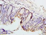 PAX9 Antibody in Immunohistochemistry (Paraffin) (IHC (P))