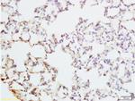 PAX9 Antibody in Immunohistochemistry (Paraffin) (IHC (P))