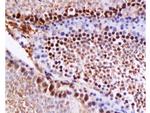 Caspase 12 Antibody in Immunohistochemistry (Paraffin) (IHC (P))