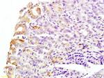 CK8 Antibody in Immunohistochemistry (Paraffin) (IHC (P))