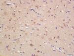 JAMC Antibody in Immunohistochemistry (Paraffin) (IHC (P))