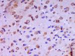 JAMC Antibody in Immunohistochemistry (Paraffin) (IHC (P))