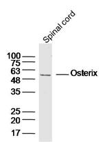 Osterix Antibody in Western Blot (WB)