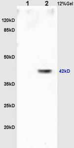 OCT4 Antibody in Western Blot (WB)