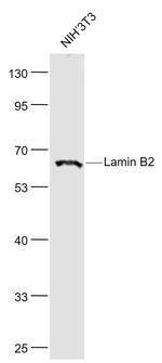 Lamin B2 Antibody in Western Blot (WB)