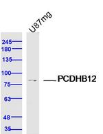 PCDHB12 Antibody in Western Blot (WB)